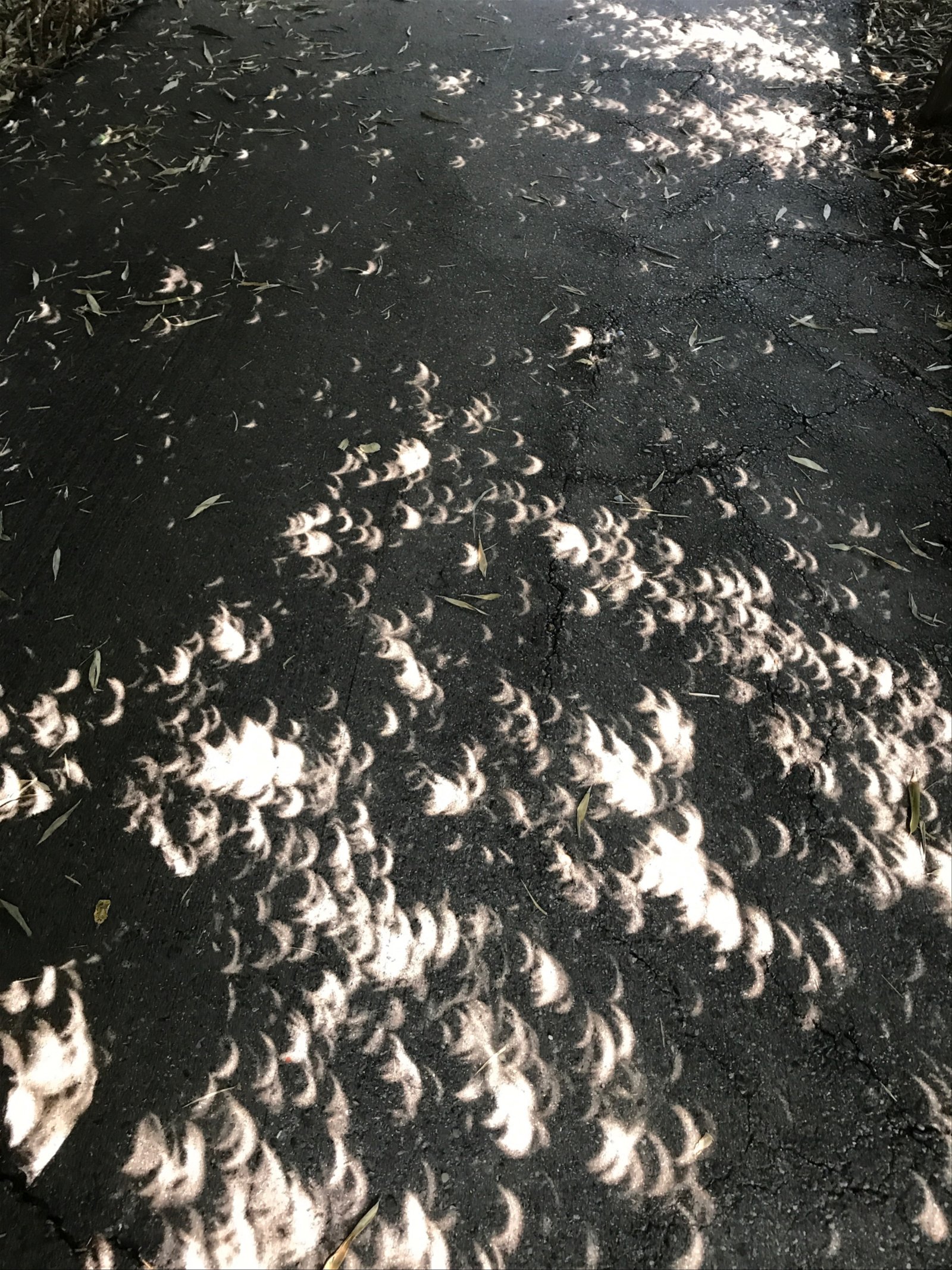 phases of solar eclipse through leaf canopies