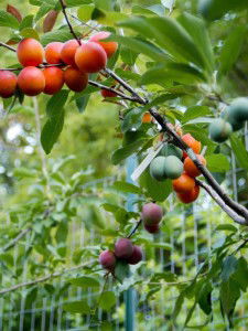 tree fruits forty real