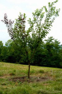 Tree of 40 Fruits