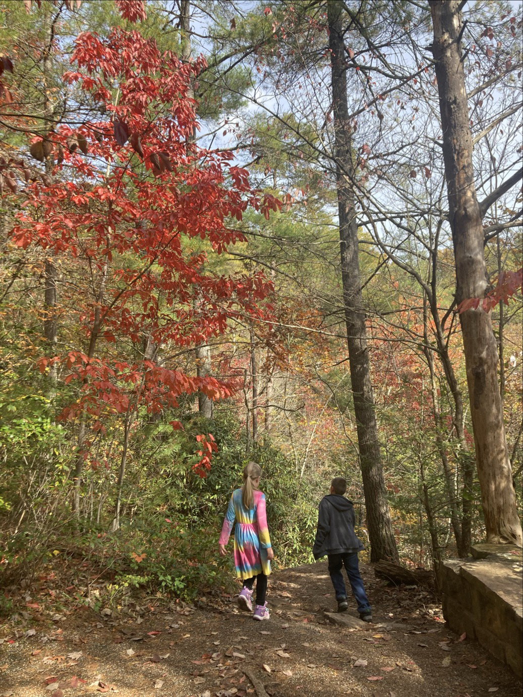 Children hiking in Red River Gorge