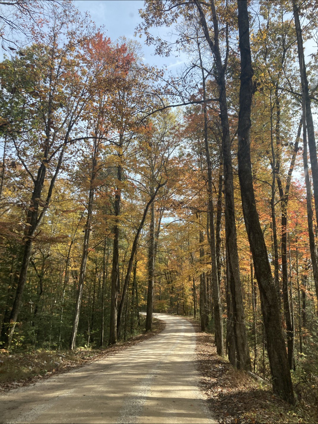 Fall foliage in Red River Gorge