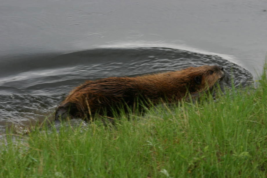 beaver-swimming