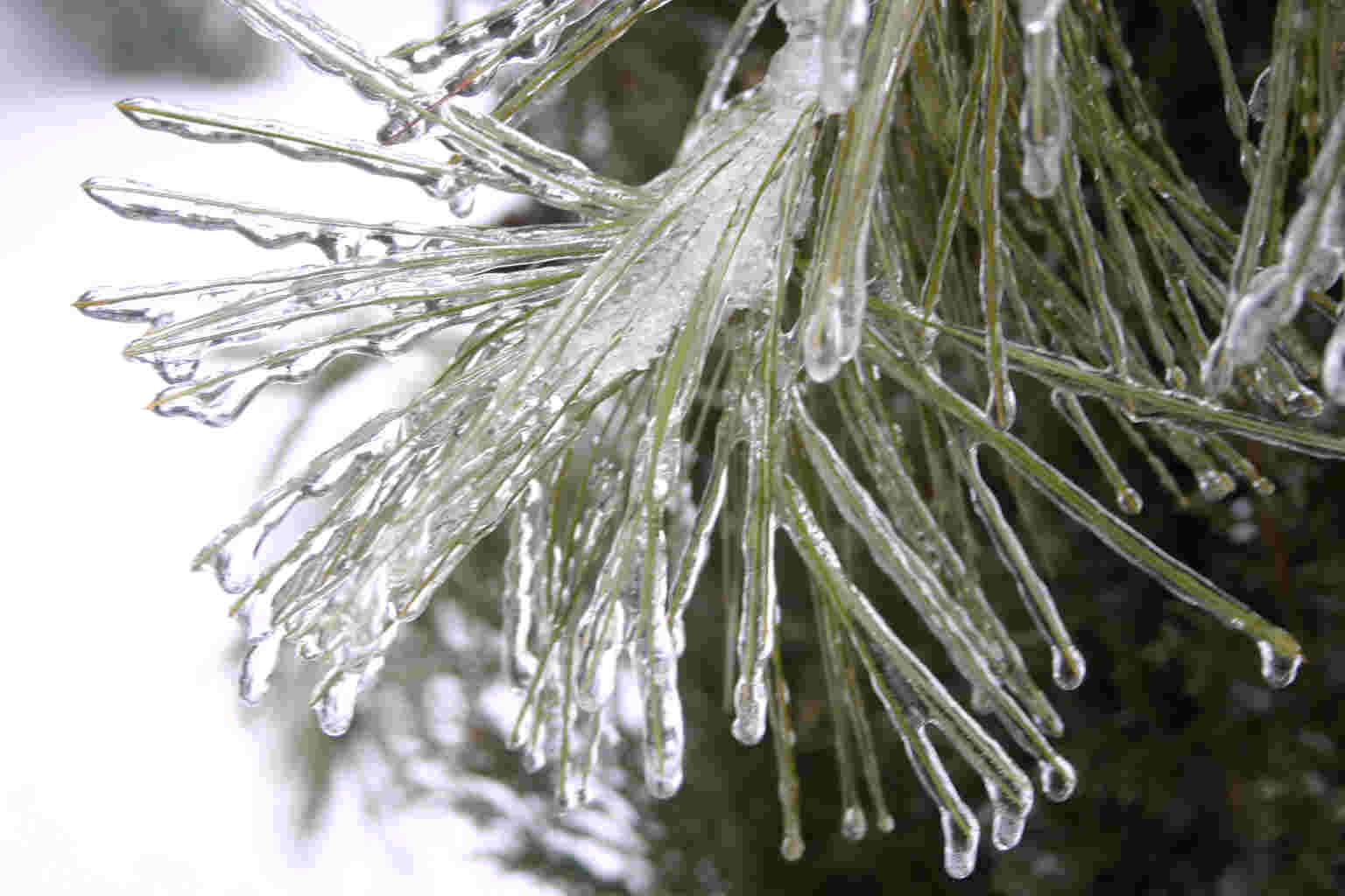 Ice Storm