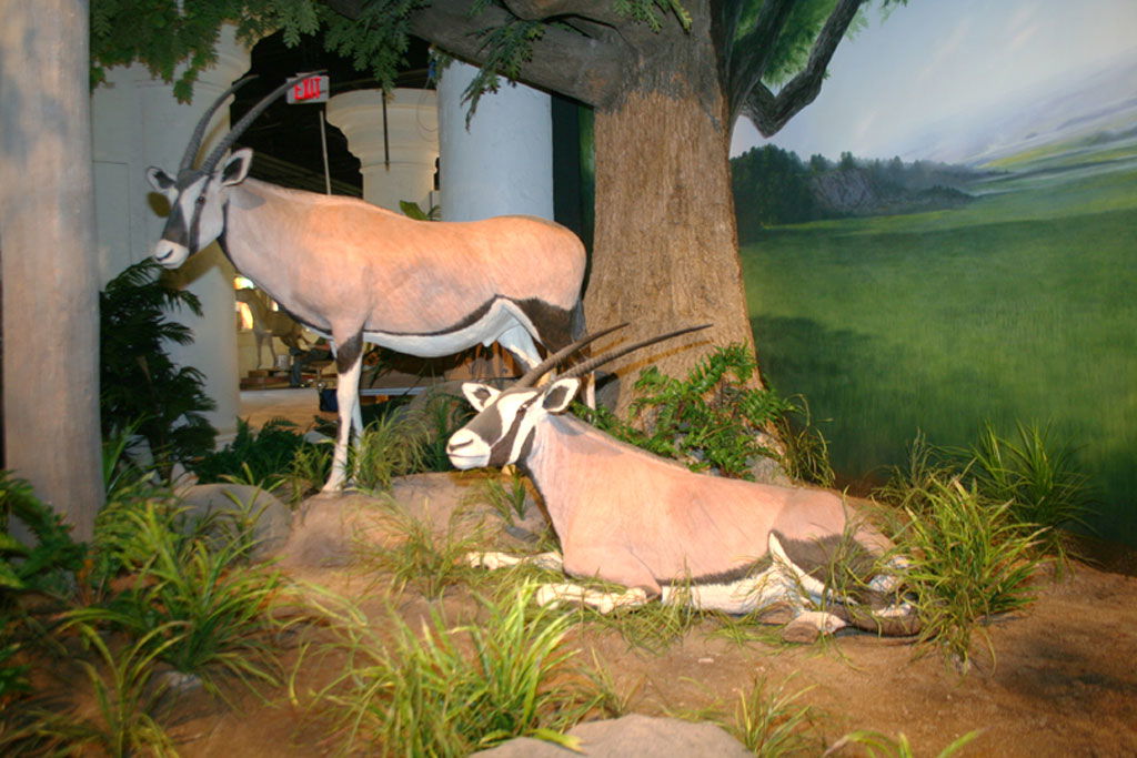 Garden of Eden Oryx