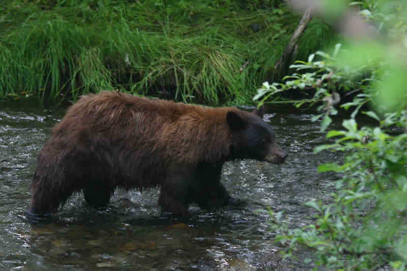 Alaskan Cruise