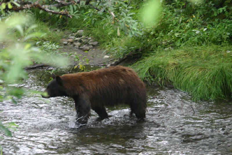 Alaskan Cruise