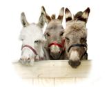 donkeys