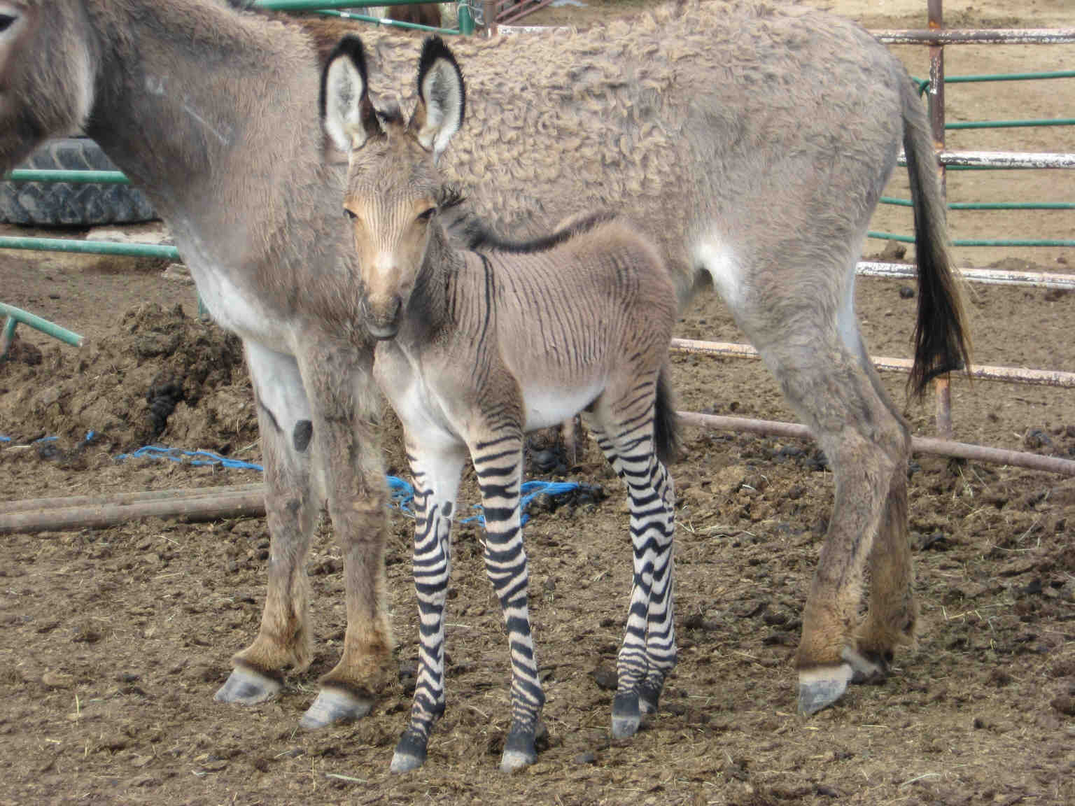 zonkey.jpg