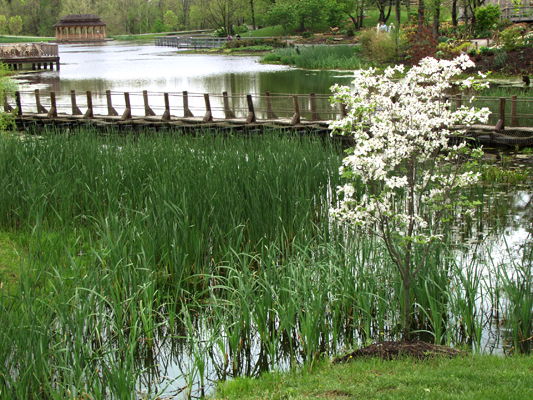 dogwood-and-pond