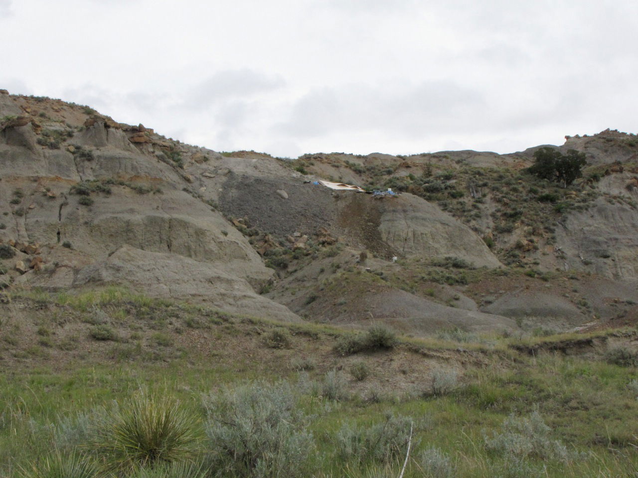 Montana Dinosaur Dig