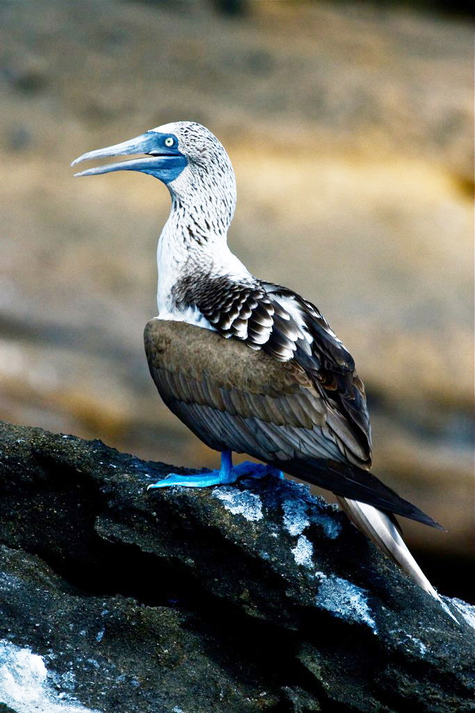 Blue Footed Booby