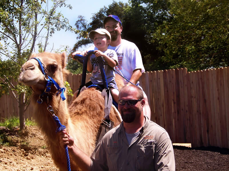 camel ride