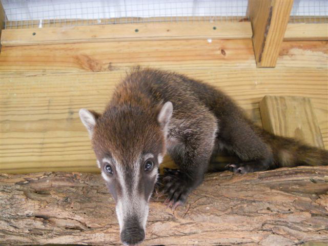 Mountain Coatimundi