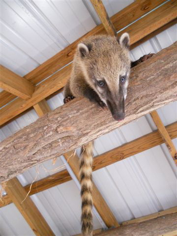 Mountain Coatimundi