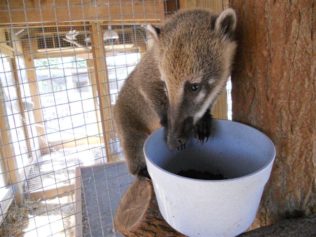 Mountain Coatimundi