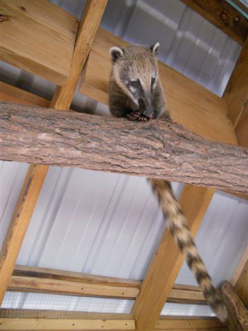 Mountain Coatimundi