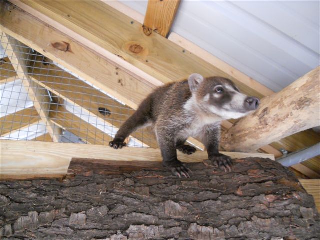 Mountain Coatimundi