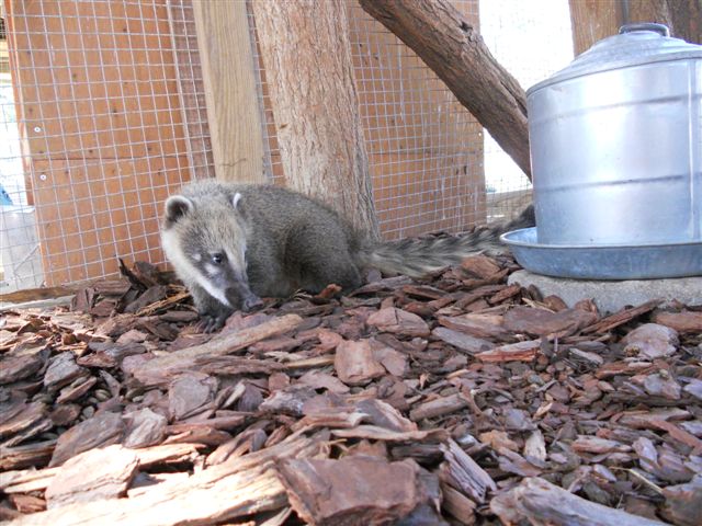 Coatimundi