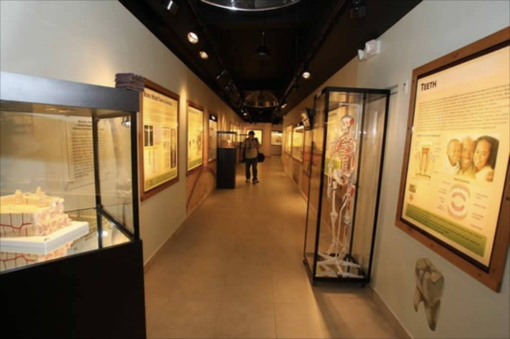 Anatomy Exhibit