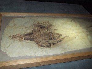Confuciusornis Fossil
