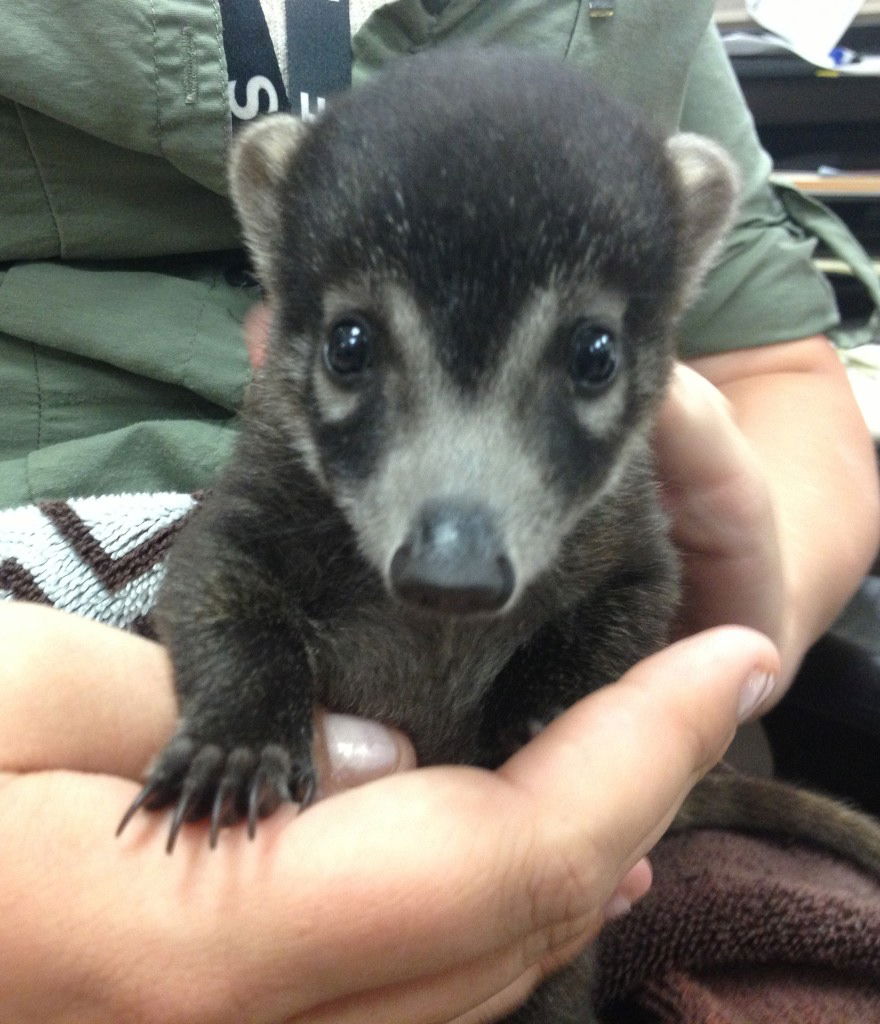 coati