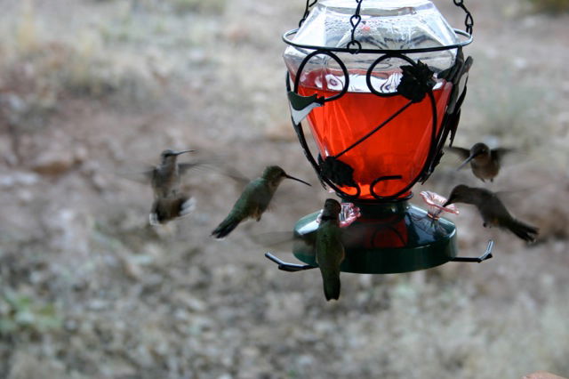 hummingbirds-2