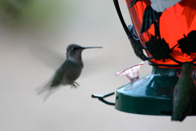 hummingbirds-3