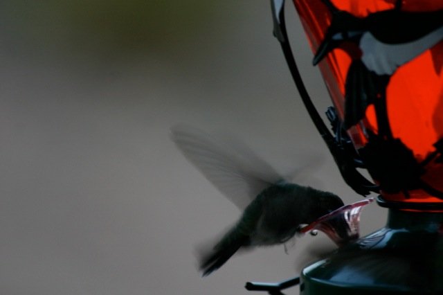hummingbirds-4