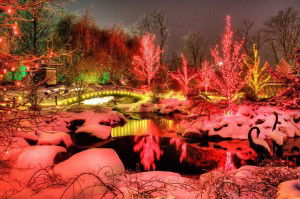 Garden of Lights