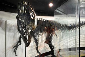 Allosaur fossil