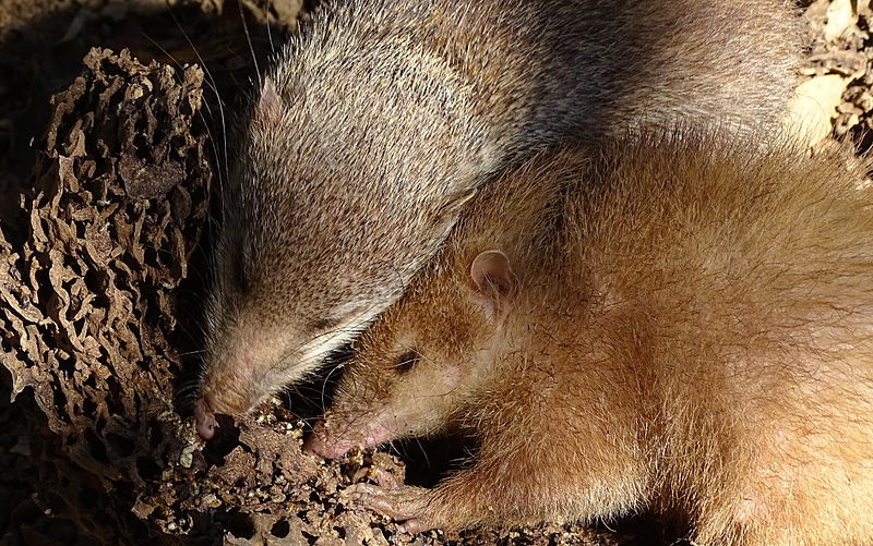 Common Tenrec