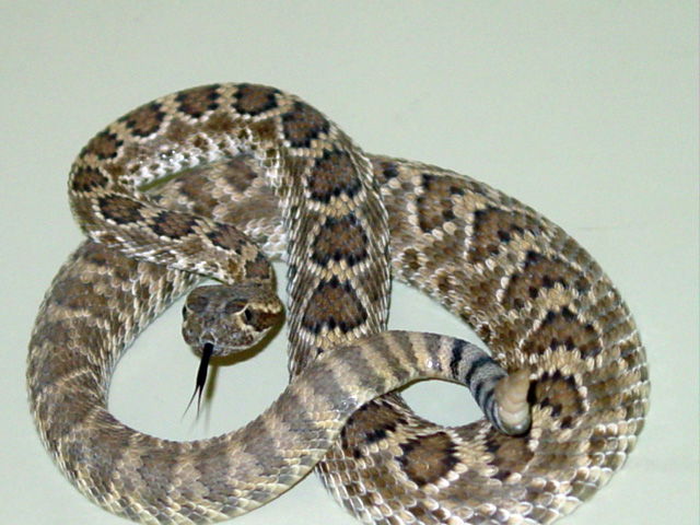 Mohave rattlesnakeImage credit: by Lvthn13 via Wikimedia Commons