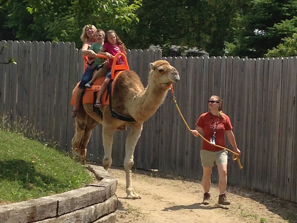 Riding CJ the Camel