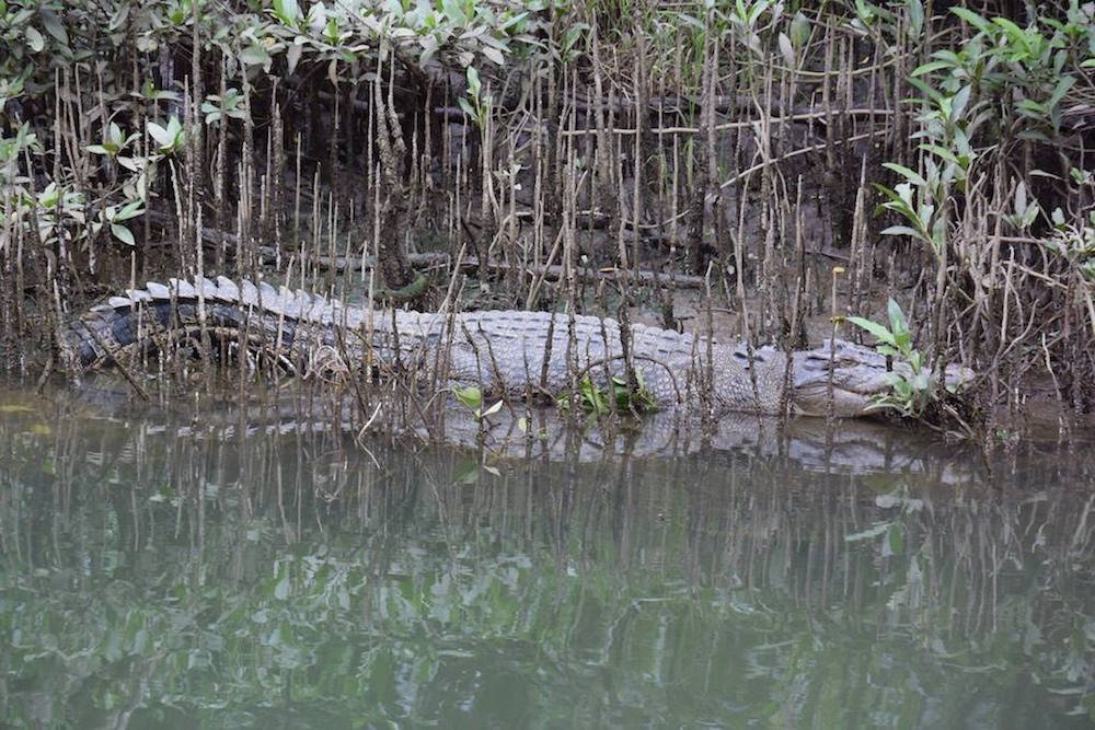 Crocodile by Water