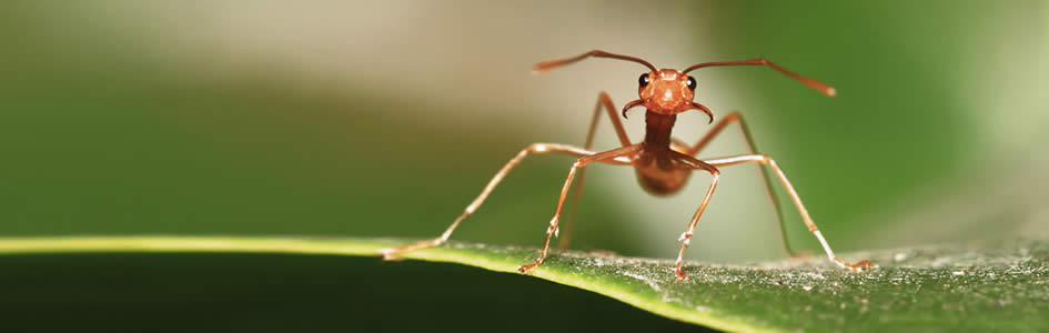 Are Ants Your Relatives That You Can Learn From?