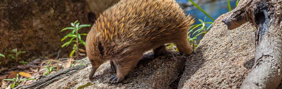 Echidna