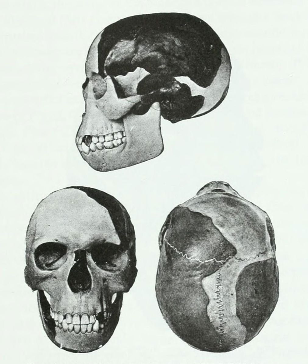 piltdown man