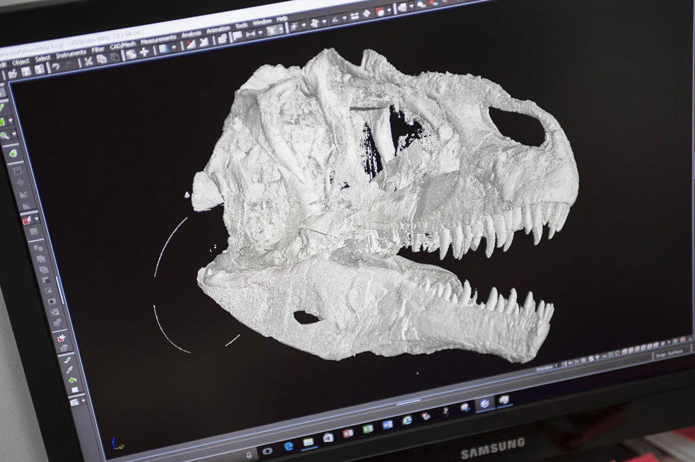 Scan of Allosaur Skull