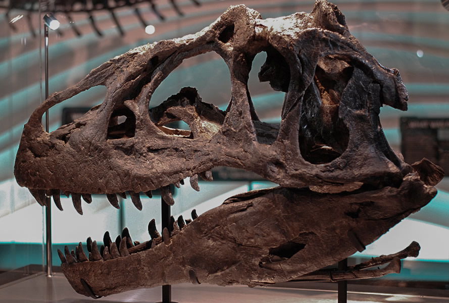 Allosaurus Skull