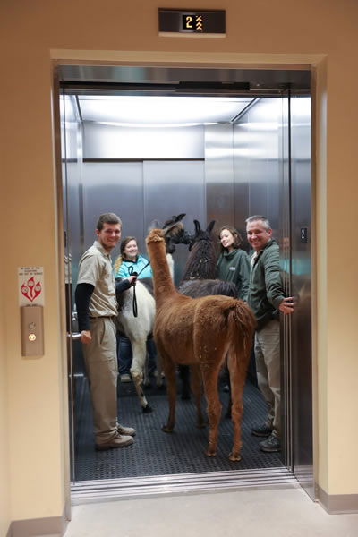 Animals on Elevator