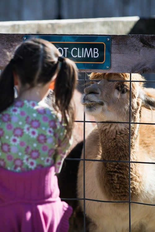 Alpaca at Ararat Ridge Zoo