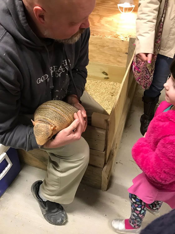 Aramdillo at Ararat Ridge Zoo