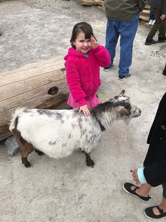 Goat at Ararat Ridge Zoo