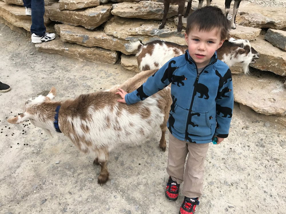 Goat at Ararat Ridge Zoo