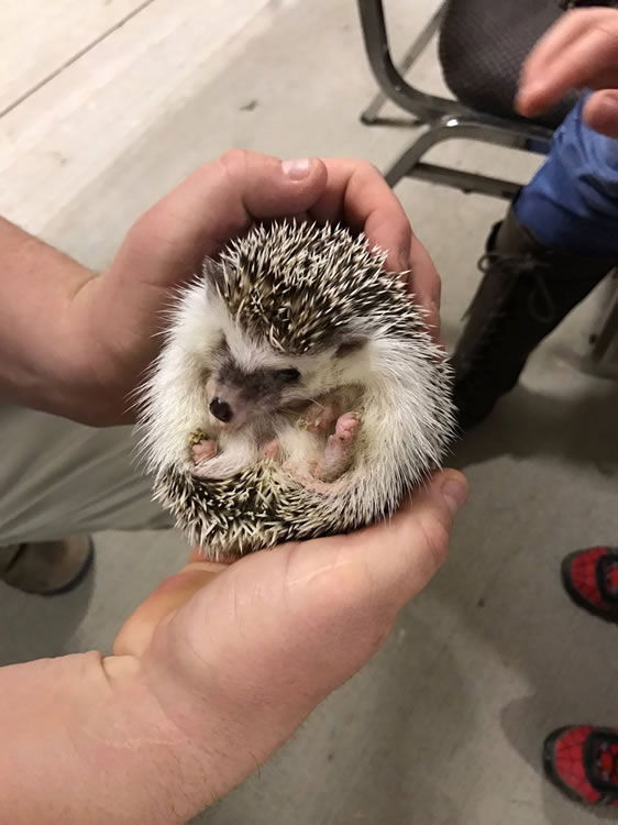 Pygmy Hedgehog