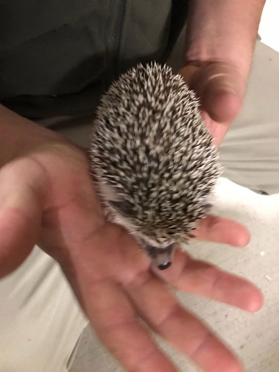 Pygmy Hedgehog