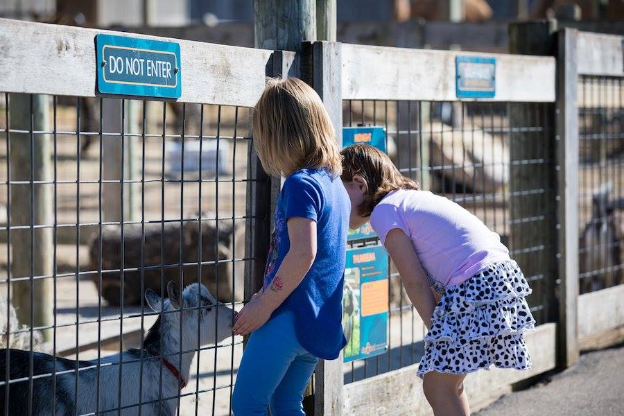 Goats at Ararat Ridge Zoo