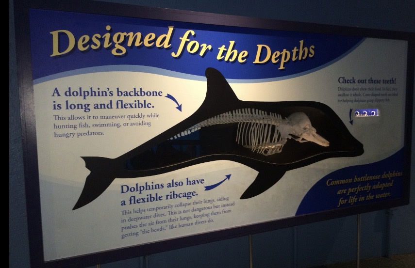 Dolphin: Designed for the Depths