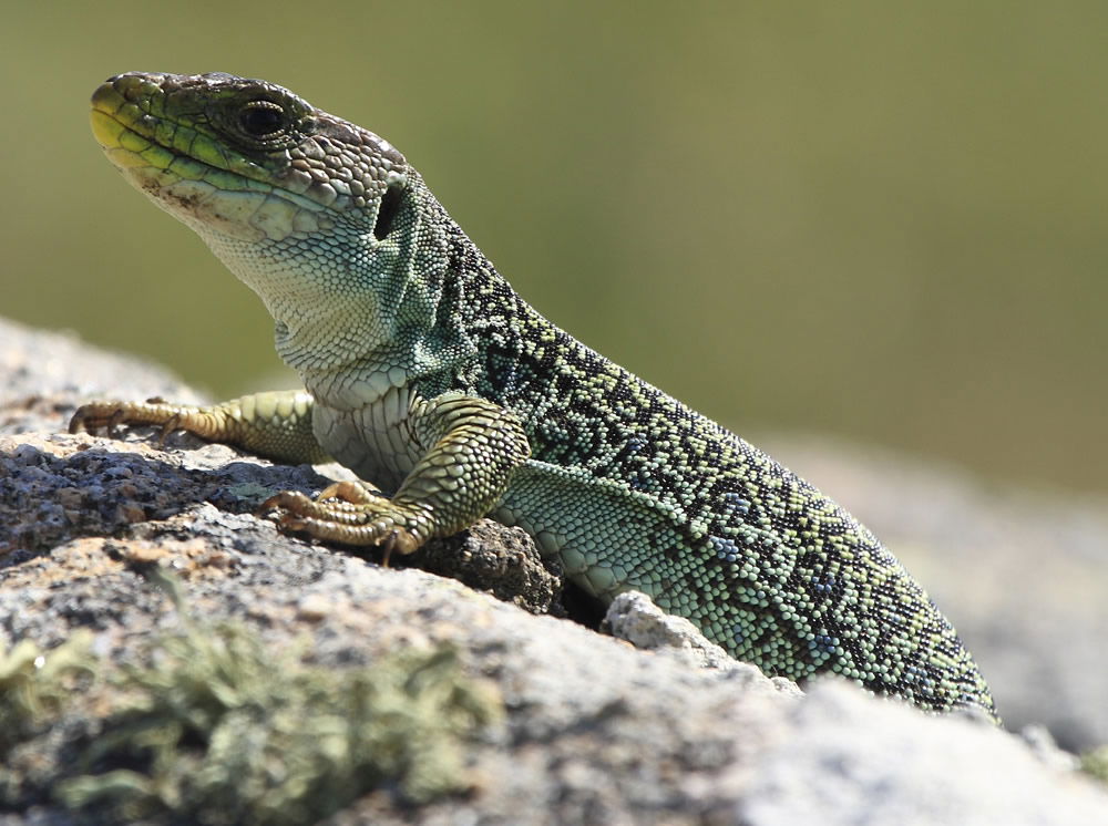 Occelated Lizard