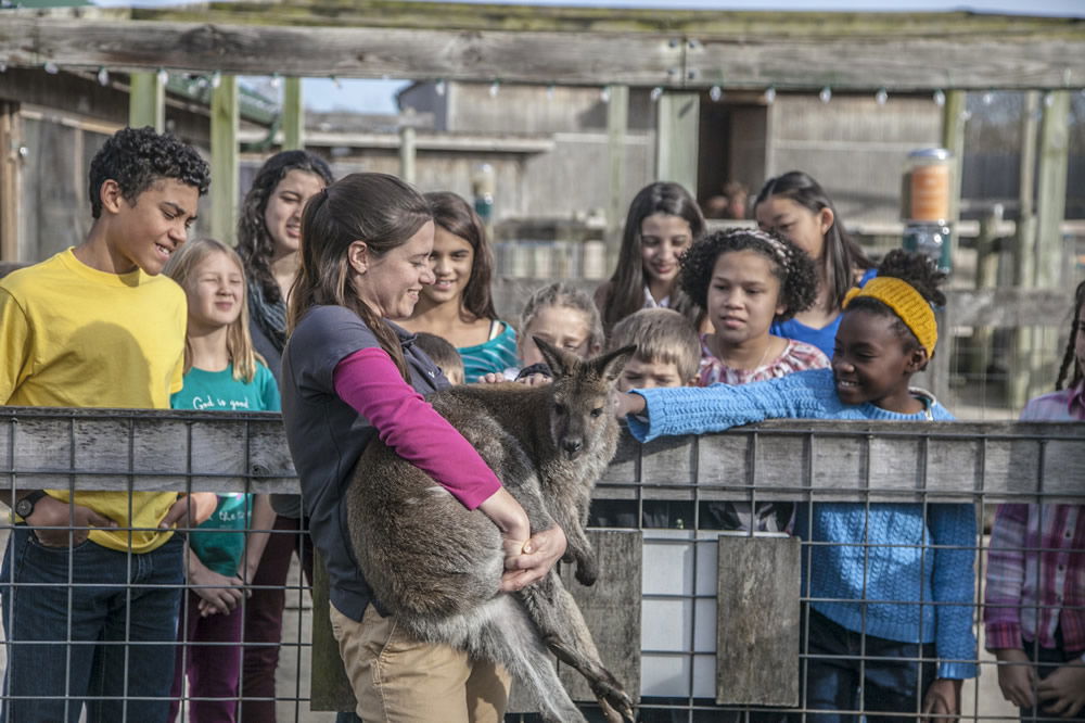 Students with a wallaby at Creation Museum petting zoo